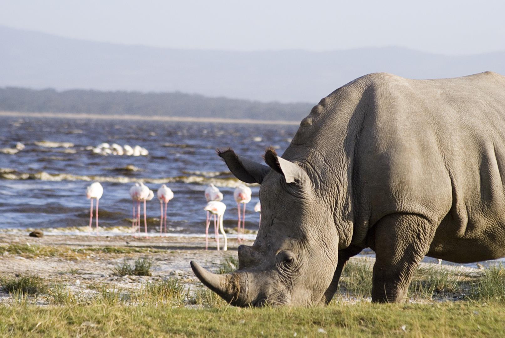 4 DAYS 3 Nights GROUP JOINING MASAI MARA SAFARI