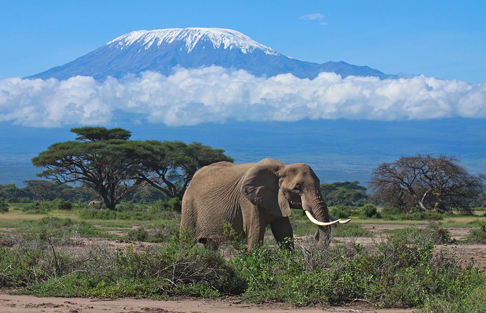 Experience the Best Kenya Safari: 14 Days and 13 Nights of Adventure