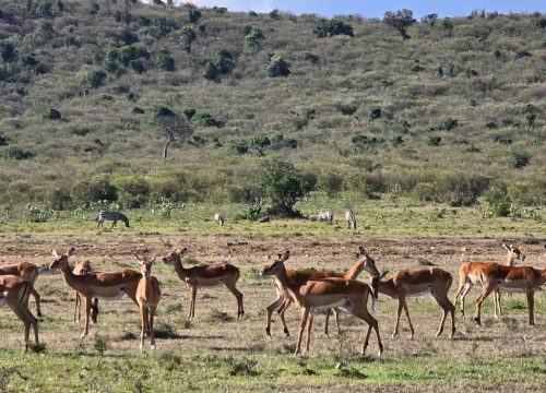 6 Days Wonderful Kenya (Nairobi, Maasai Mara, Lake Nakuru, Amboseli)