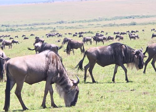 7 Days & 6 Nights Unforgettable Tour Safari